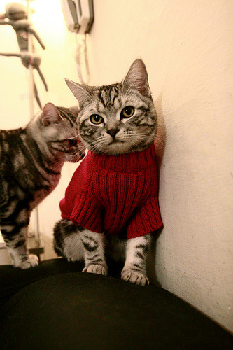 kaiyun开云·官方网站-“快攻制胜！新都福乐球赛选手展现非凡技艺”