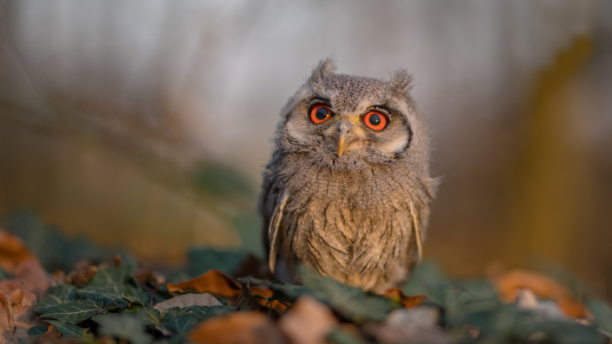 慢节奏阵容是否更依赖定位球和低位进攻，慢节奏类型的是