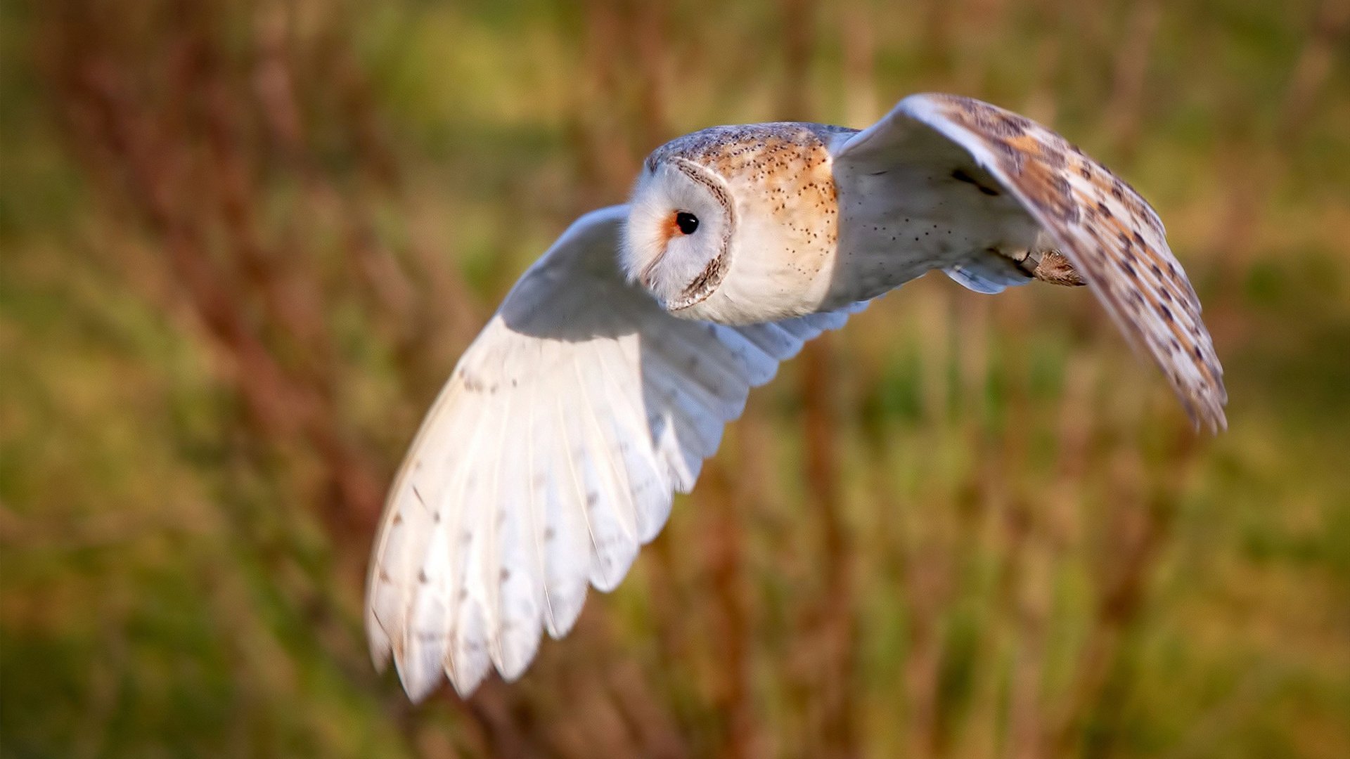 校园足球校园联盟赛首次覆盖百余县市，校园足球赛赛事预告